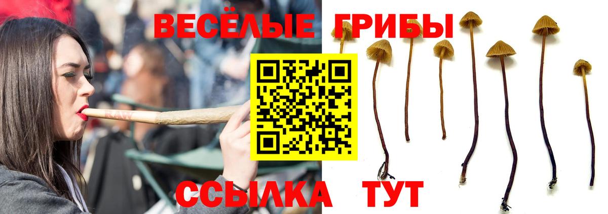 Галлюциногенные грибы Psilocybe  Псилоцибиновые грибы мицелий  Вход с VPN  Валуйки 